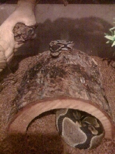 Onyx the baby ball python