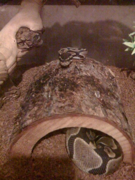 Onyx the baby ball python