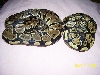 New Girls