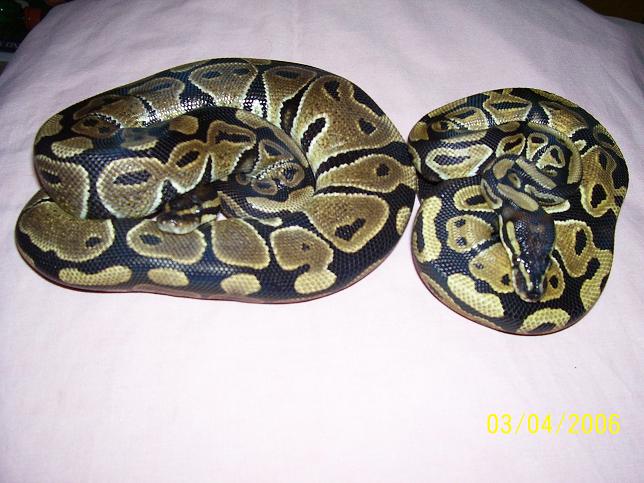 New Girls
