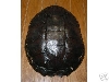 Turtle shell