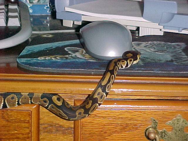 Snake and mouse