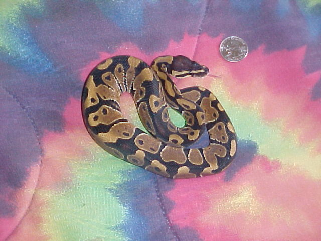 100% Het. Albino Male
