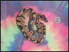 100% Het. Albino Male
