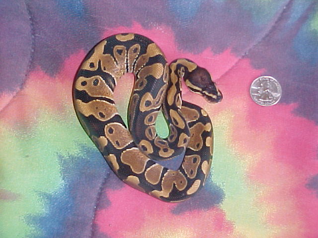 100% Het. Albino Male