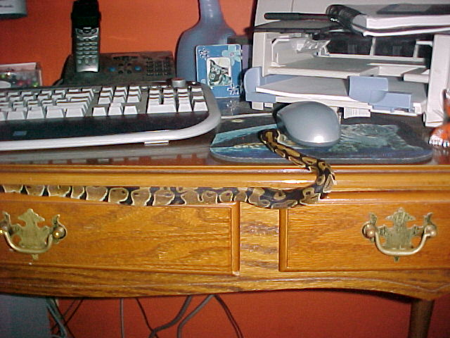 Snake hunting mouse
