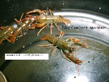 Cambarus speciosus blue babies