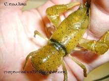 Cambarus maculatus