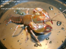 Cambarus diogenes