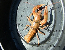 Cambarus fasciatus