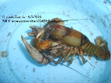 Cambarus rusticiformis