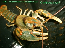 Cambarus scotti