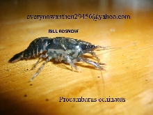 Procambarus echinatus
