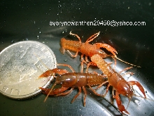 Baby Cambarus asperimanus