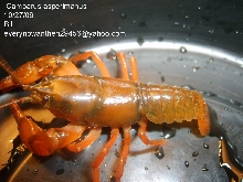 Cambarus asperimanus