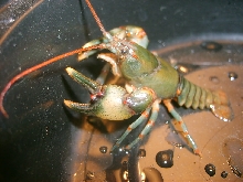 Cambarus howardi