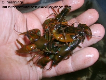 handfull of manningi