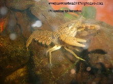Procambarus hirsutus
