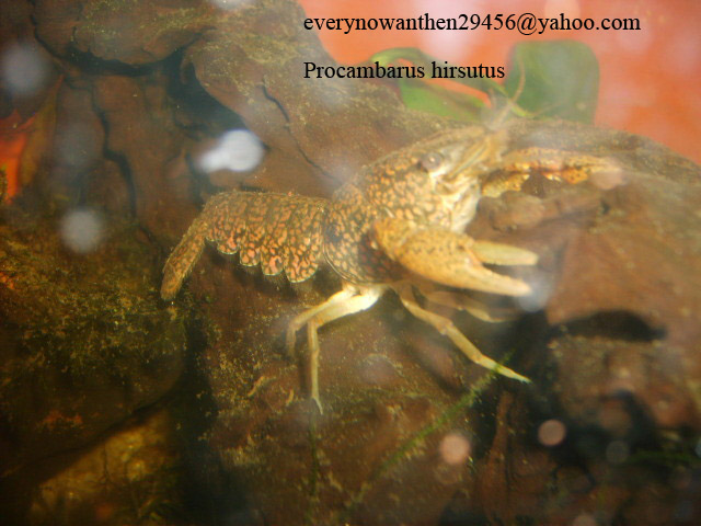 Procambarus hirsutus
