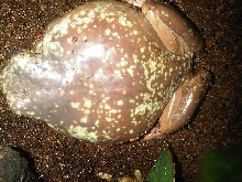 White tree frog
