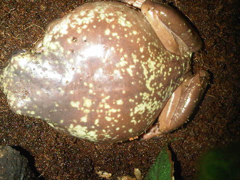 White tree frog