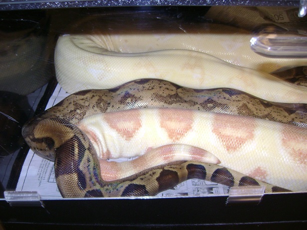 Hypo Arab het albino and Albino