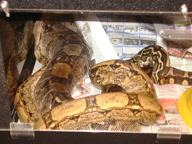 Arab het lipstick and Poss Super Ghost