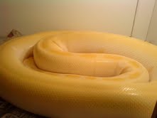 .1 Female Albino Green Burm