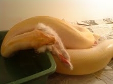 11 ft female albino green