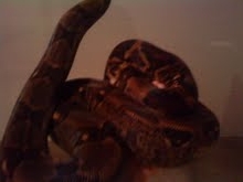 1. Hypo Poss Het Anery