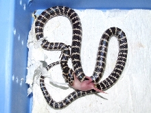Dinodon rufozonatum anery