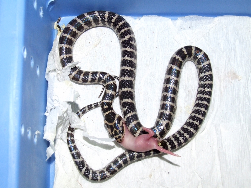 Dinodon rufozonatum anery