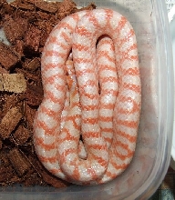 Dinodon rufozonatum albino