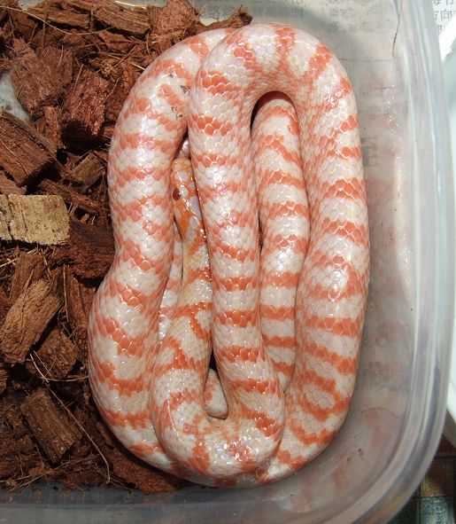 Dinodon rufozonatum albino