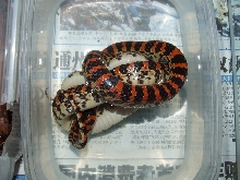 Dinodon rufozonatum