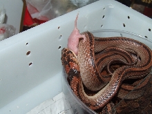 Dinodon rufozonatum  striped
