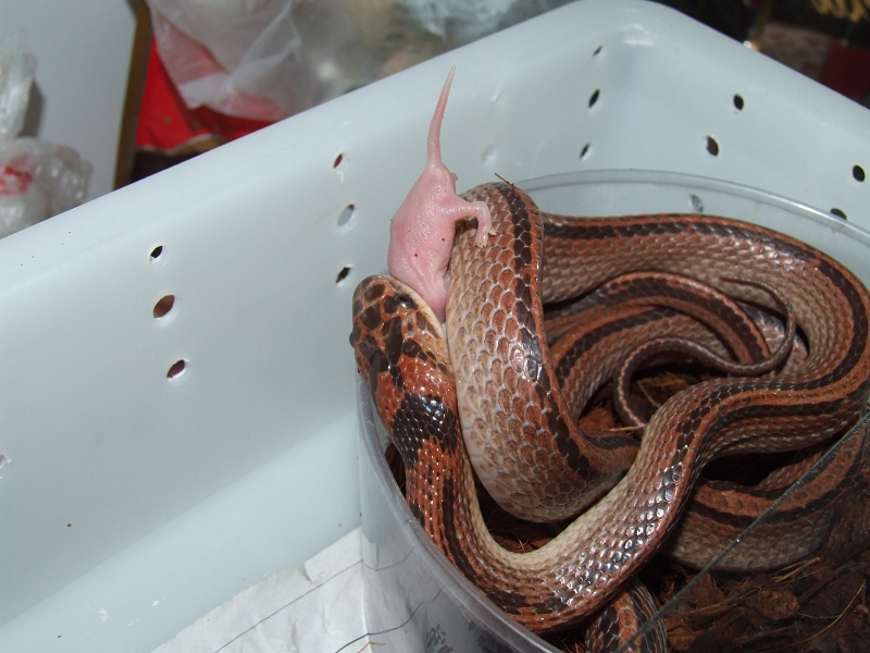 Dinodon rufozonatum  striped
