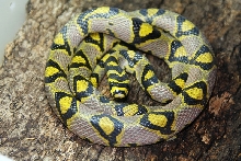 Elaphemandarinus