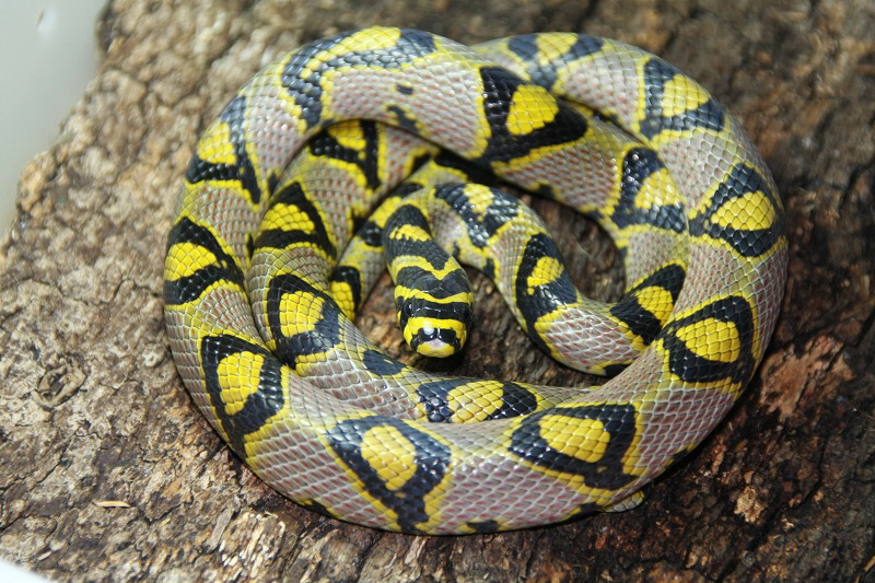 Elaphemandarinus