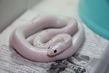 Dinodon rufozonatum   white