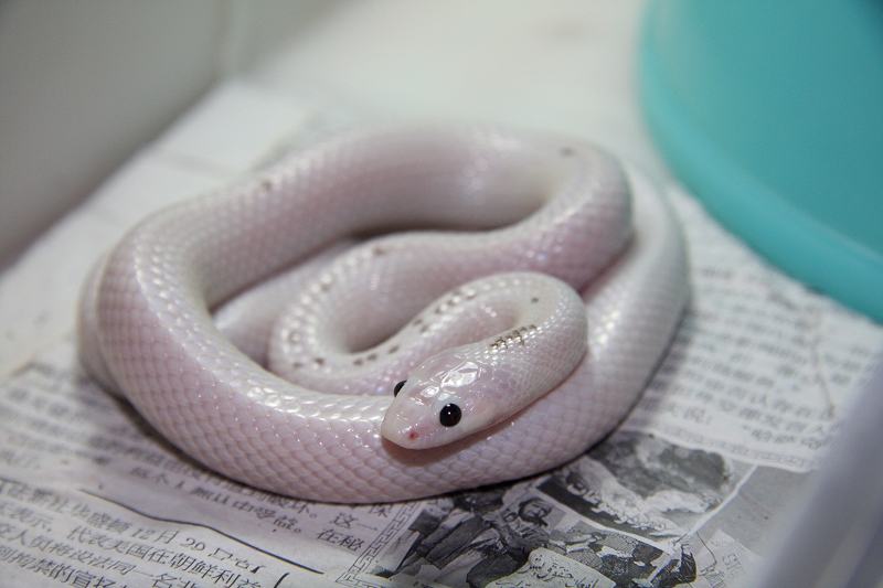 Dinodon rufozonatum   white