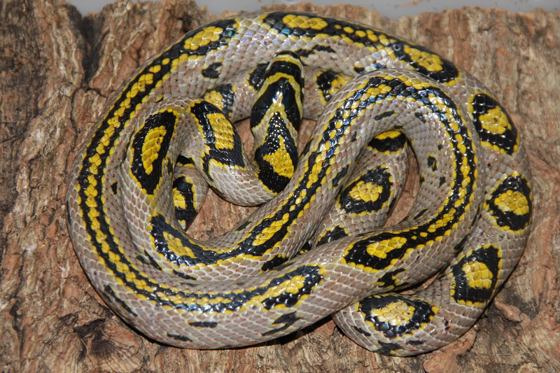 Elaphemandarinus