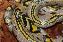 Elaphemandarinus
