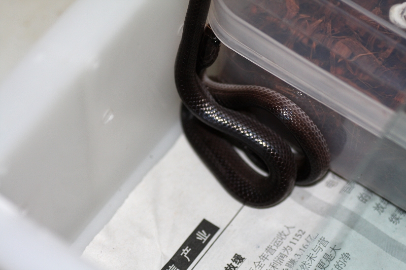 Dinodon rufozonatum   black