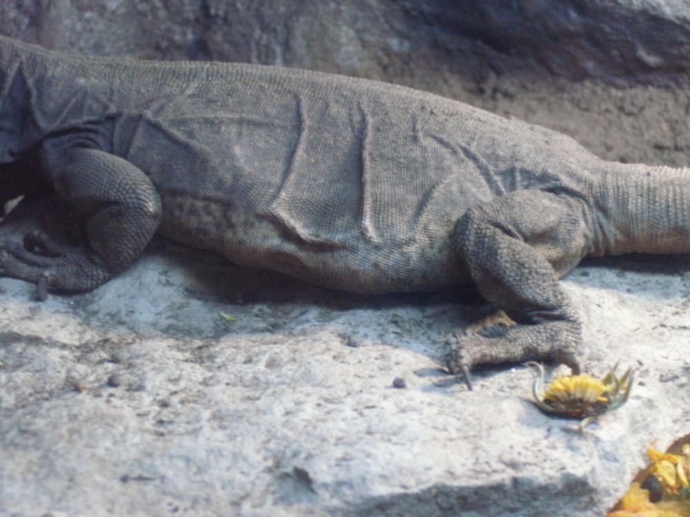 gravid female chuckwalla