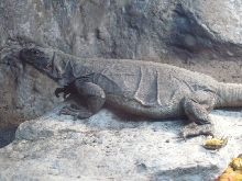 gravid female chuckwalla