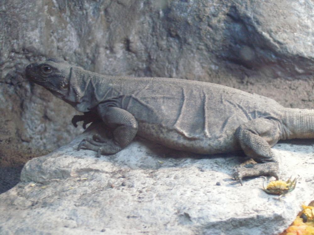 gravid female chuckwalla