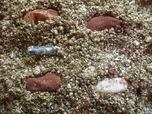 eggs 1