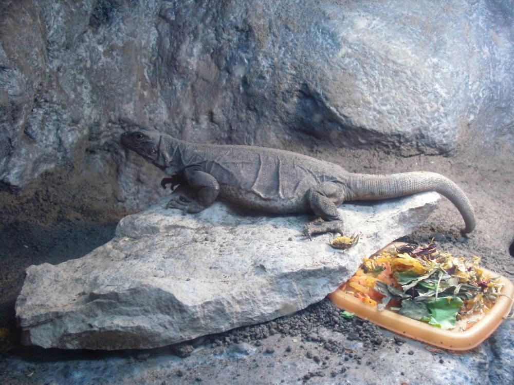 gravid female chuckwalla