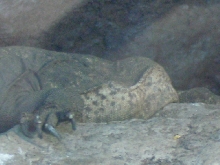 gravid female chuckwalla